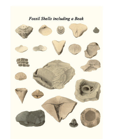 « fossile shells avec un becher » par james parkinson, impression