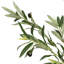 300cm Plant