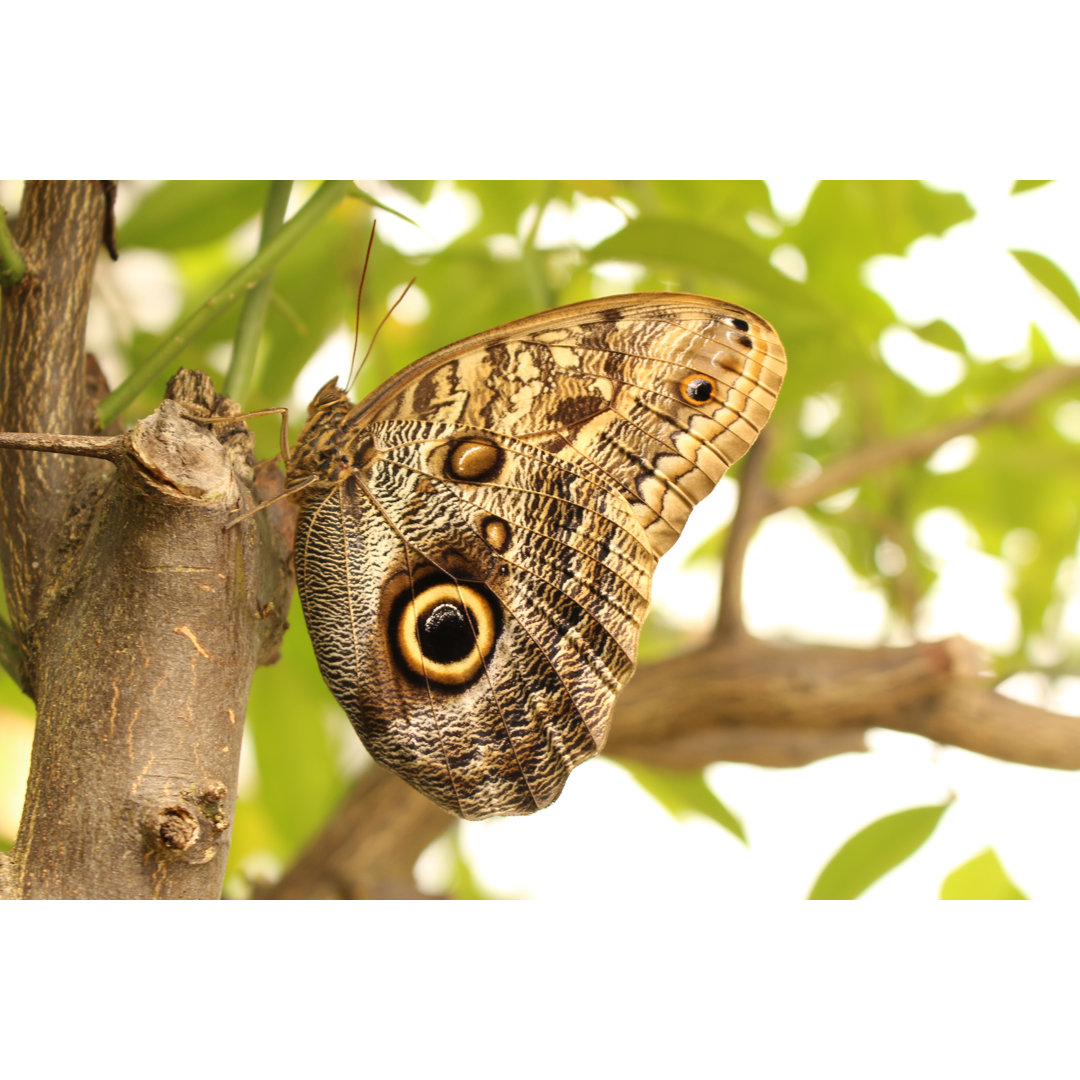 Caligo Eurilochus von Mrcoffee - Foto ohne Rahmen auf Leinwand