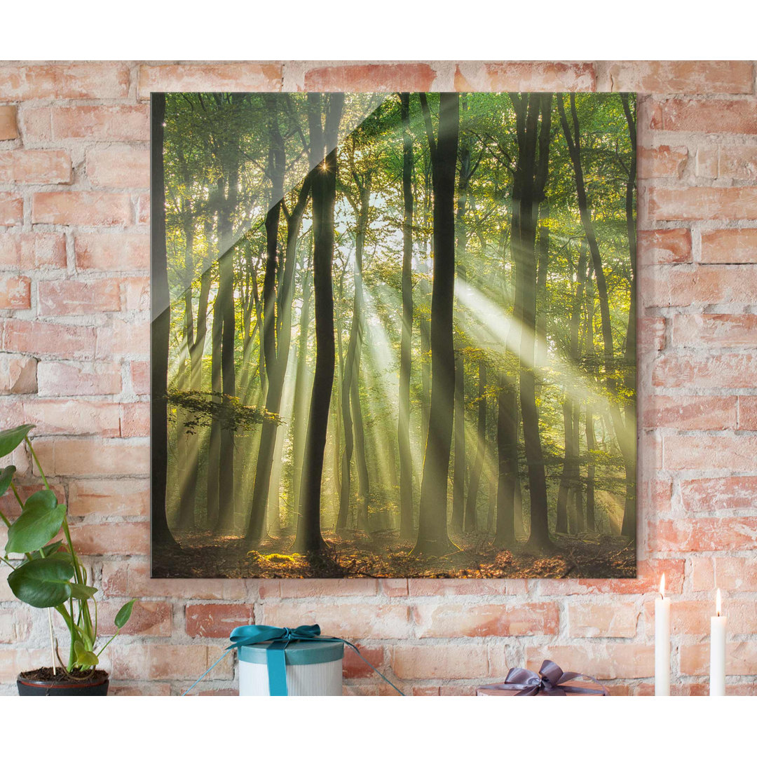 Glasbild Sonniger Tag im Wald