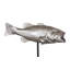 Large Mouth Bass Fish