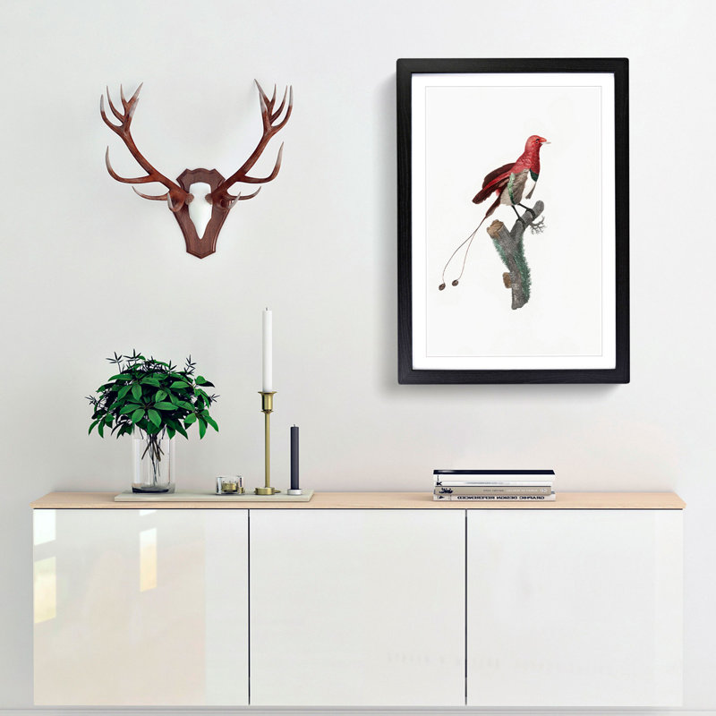 King Bird of Paradise by Jacques Barraband - Picture Frame Graphic Art Print, 36cm H x 27cm W x 2cm D, Black Framed