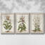 «Munting Botanicals I», ensemble de 3 reproductions encadrées sur toile-97708484-97708487