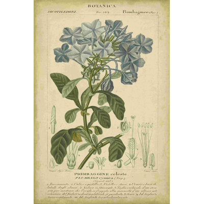 Floral Botanica II