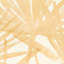 Papier peint Sunlit Palm Sisal-58849750