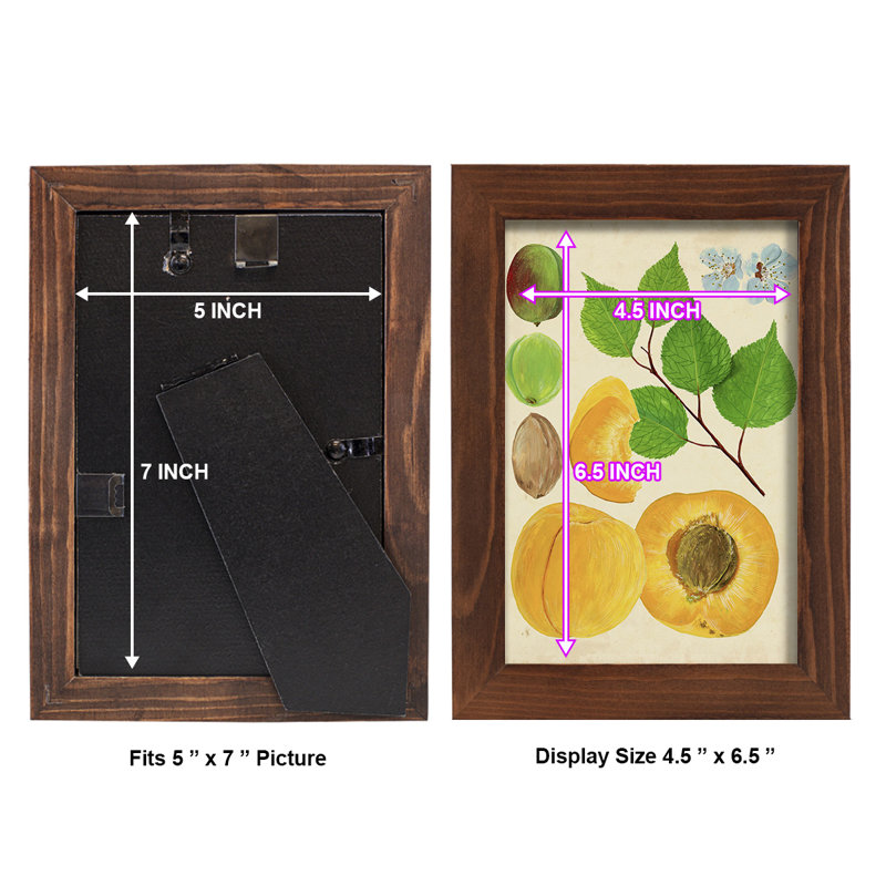 «Apricot Study II», reproduction d'art encadrée, H 6 po x l 4 po x P 1 po, Châtaigne