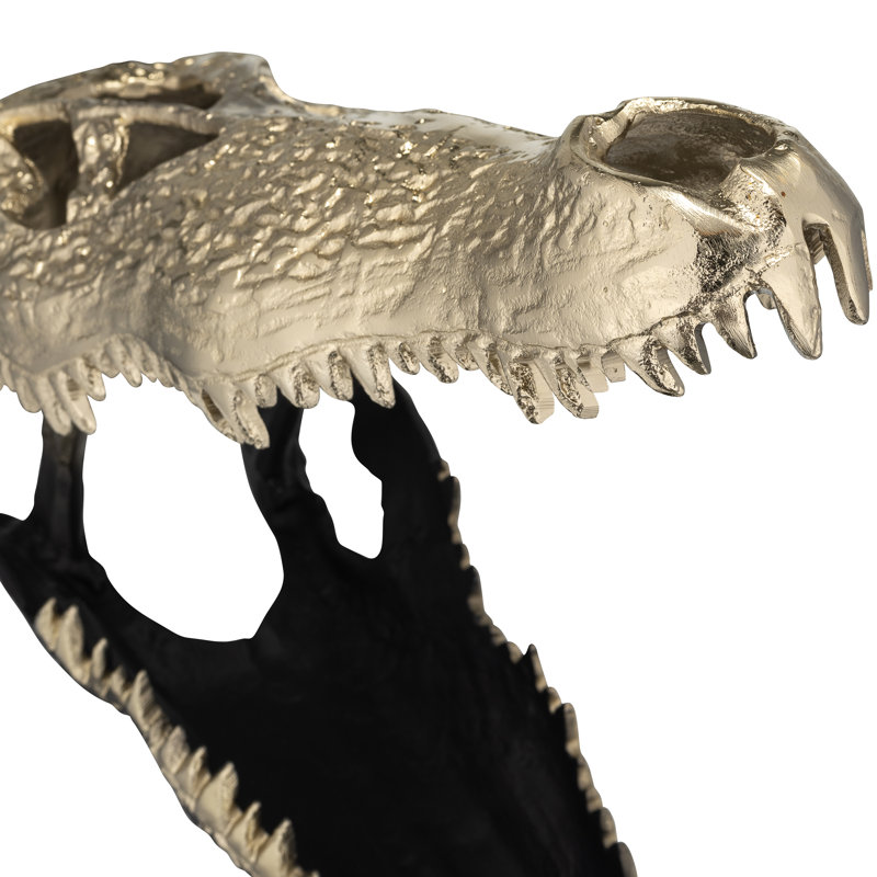 Crâne d'alligator