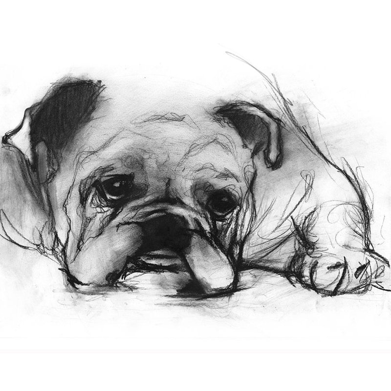 Study Of A Dog VII Print by Emma Brooks, Matte, 16" H x 14" W x 1.5 D