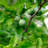 Crop Orchard Net Bird Netting-1946890529