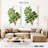 Keiri Carob Tree-108383666