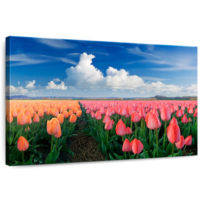 Harnek orange et tulipes roses
