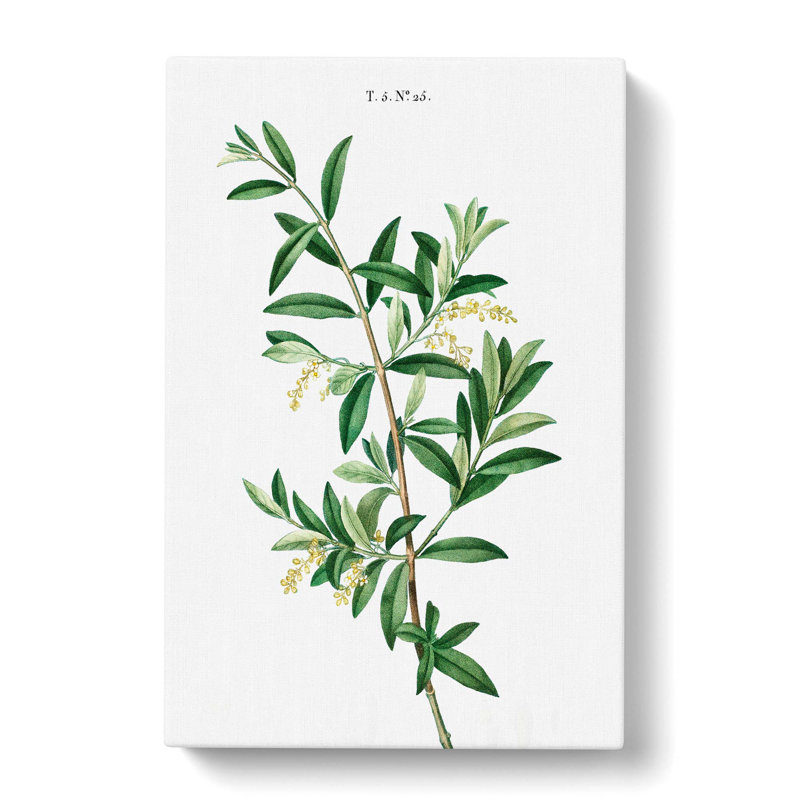Green Olive Tree - Wrapped Canvas Painting, 76.2 cm H x 50.8 cm W