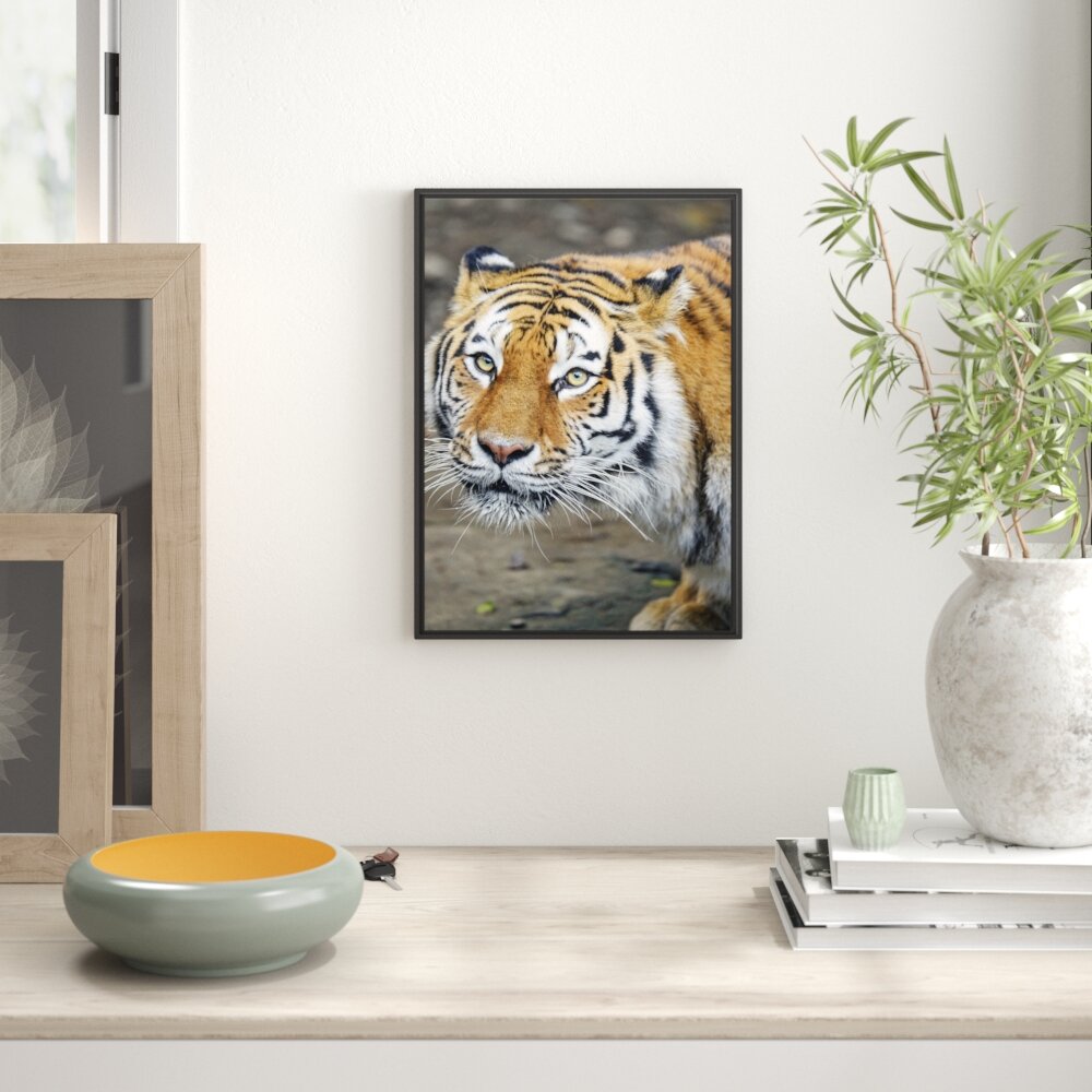 Gerahmtes Wandbild scheuer Tiger