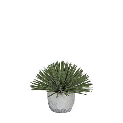 Yucca Rostrata in Flintstone Planter