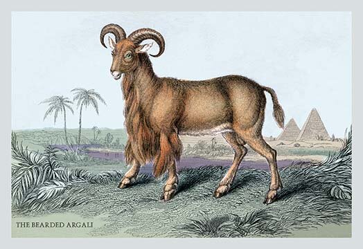 Buyenlarge The Bearded Argali By John Stewart Print 