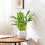 TYHPOT Ceramic Pot Planter-1035786450