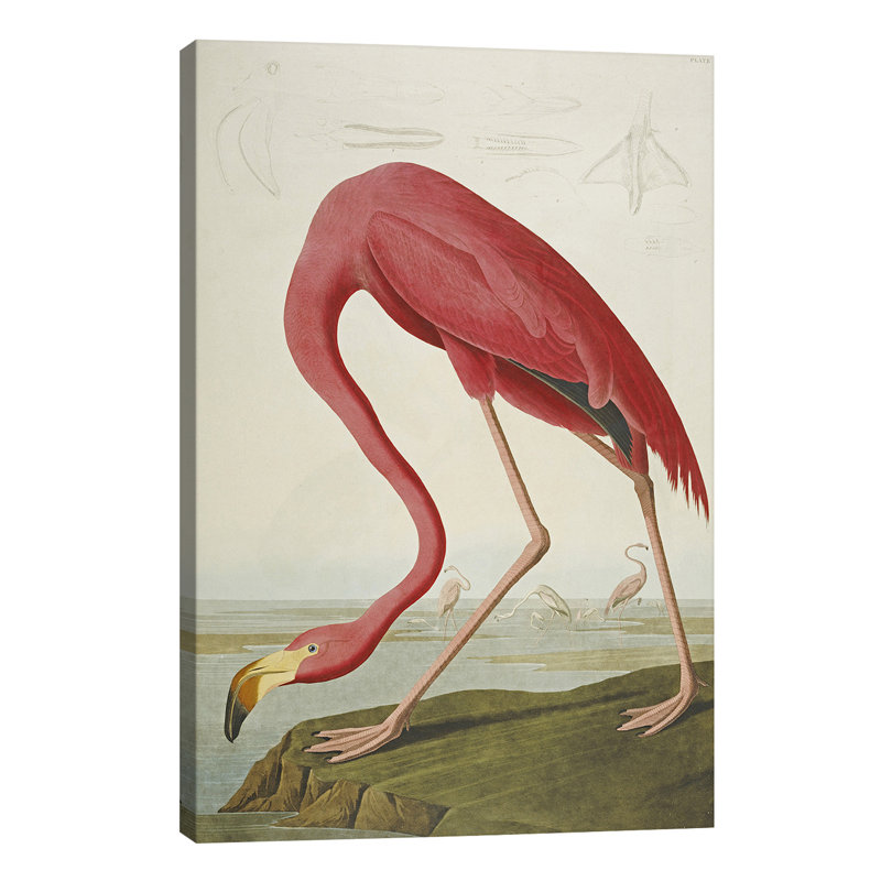 John Audubon - Wrapped Canvas Print, 66.04 cm H x 45.72 cm W x 1.91 cm D
