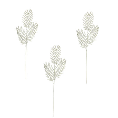 Silver Peacock Spruce