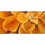 Orange flower closeup - 24"x48" Framed canvas