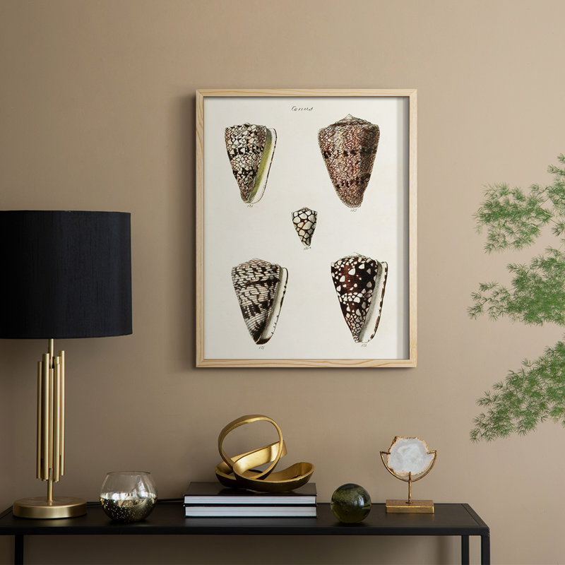 Impression encadrée «Cone Shell Collection III» - bois massif, H 30 po x l 24 po