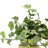 Polysilk Ivy Arrangement in Vase