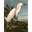Snowy Heron or White Egret by John Audubon - 1 Piece Wrapped Canvas Painting-660658412