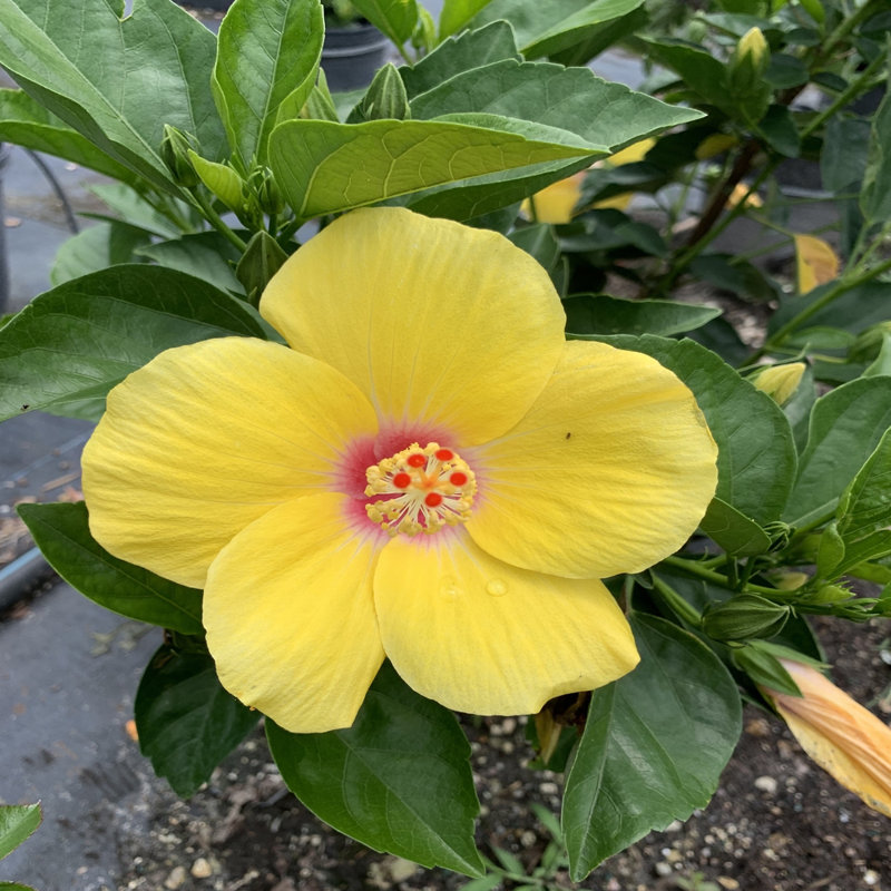 OnlinePlantCenter Live Plant in Nursery Pot