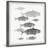 " Freshwater Fish " Painting Print-297713071