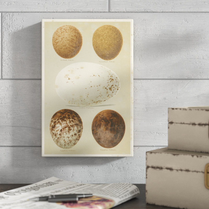 Antique Bird Egg Study III by Henry Seebohm - Painting Print, 30cm H x 20cm W, Wrapped Canvas