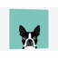 Boston Terrier, impression sur toile tendue-19741552-74740740-74740741