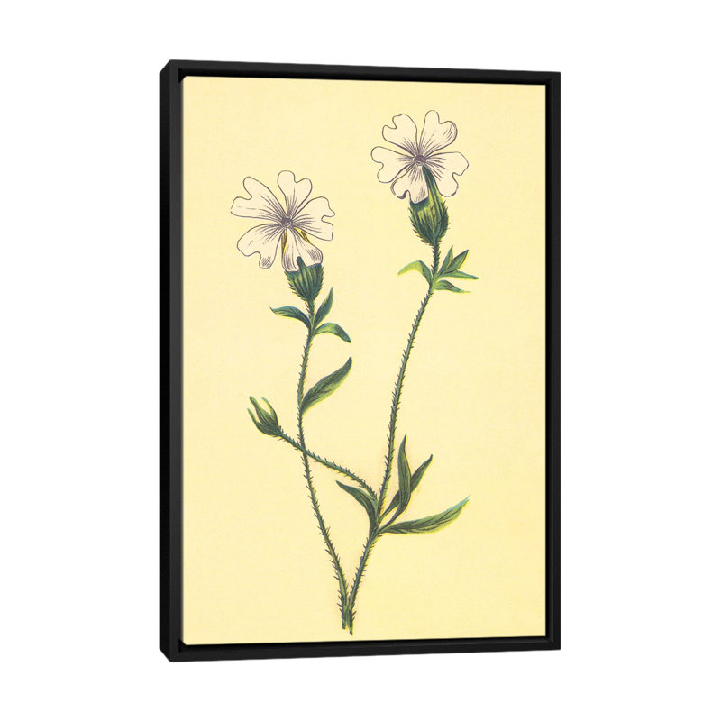 « silene vulgaris », reproduction sur toile, H 26 po x l 18 po x P 1,5 po, Toile avec cadre noir, Pas de tapis