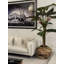 Oversized Teak Bowl With Alocacia Plant