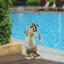 Animals Weather Resistant UV Resistant Polyresin Garden Statue