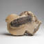 Genuine Crotalocephalina Trilobite In Matrix From Morocco 1.8 Lbs)