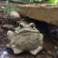 Statue de jardin classique "Lou" Toad Hollow-801408085