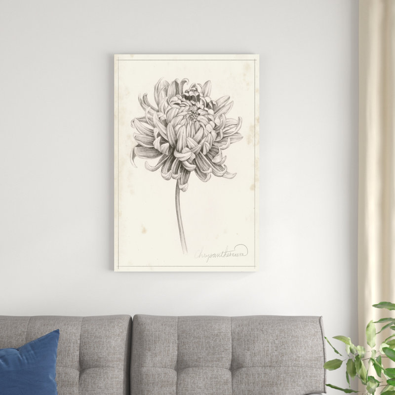 " Graphite Chrysanthemum Study I " by Grace Popp, 36" H x 24" W x 1.25" D
