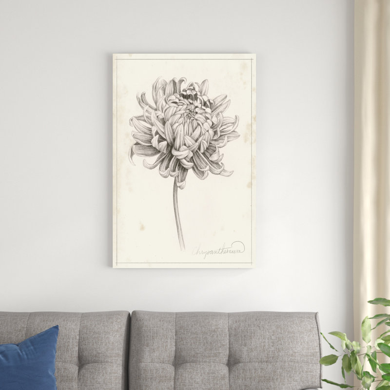 Graphite Chrysanthemum Study I, H 36 po x l 24 po x P 1,25 po
