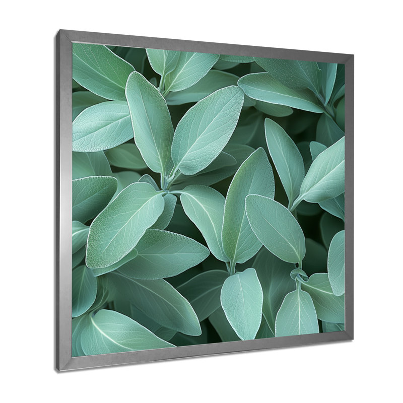 Feuilles de sauge - feuilles, art mural, Reproduction encadrée d'une seule photo, Argent argent, H 30 po x l 30 po