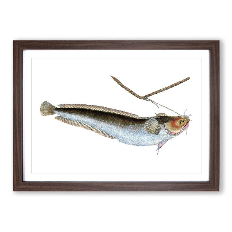 Cod Fish on the Line by Edward Donovan - Picture Frame Painting, 27cm H x 36cm W x 2cm D, Walnut Framed
