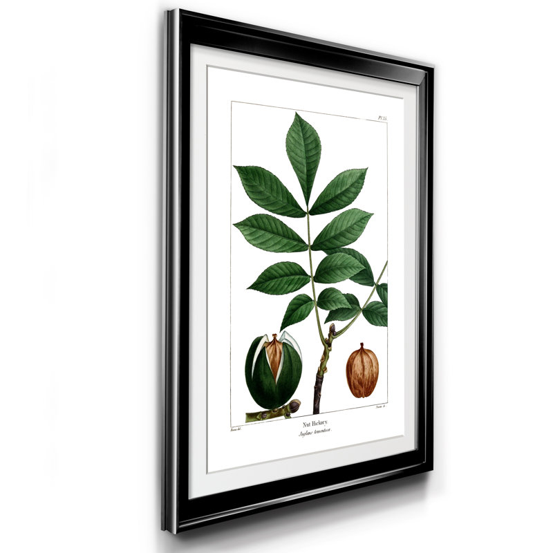 Nut Hickory - Reproduction d'art graphique sur papier encadré, H 22,5 po x l 30,5 po x P 1,5 po, Noir