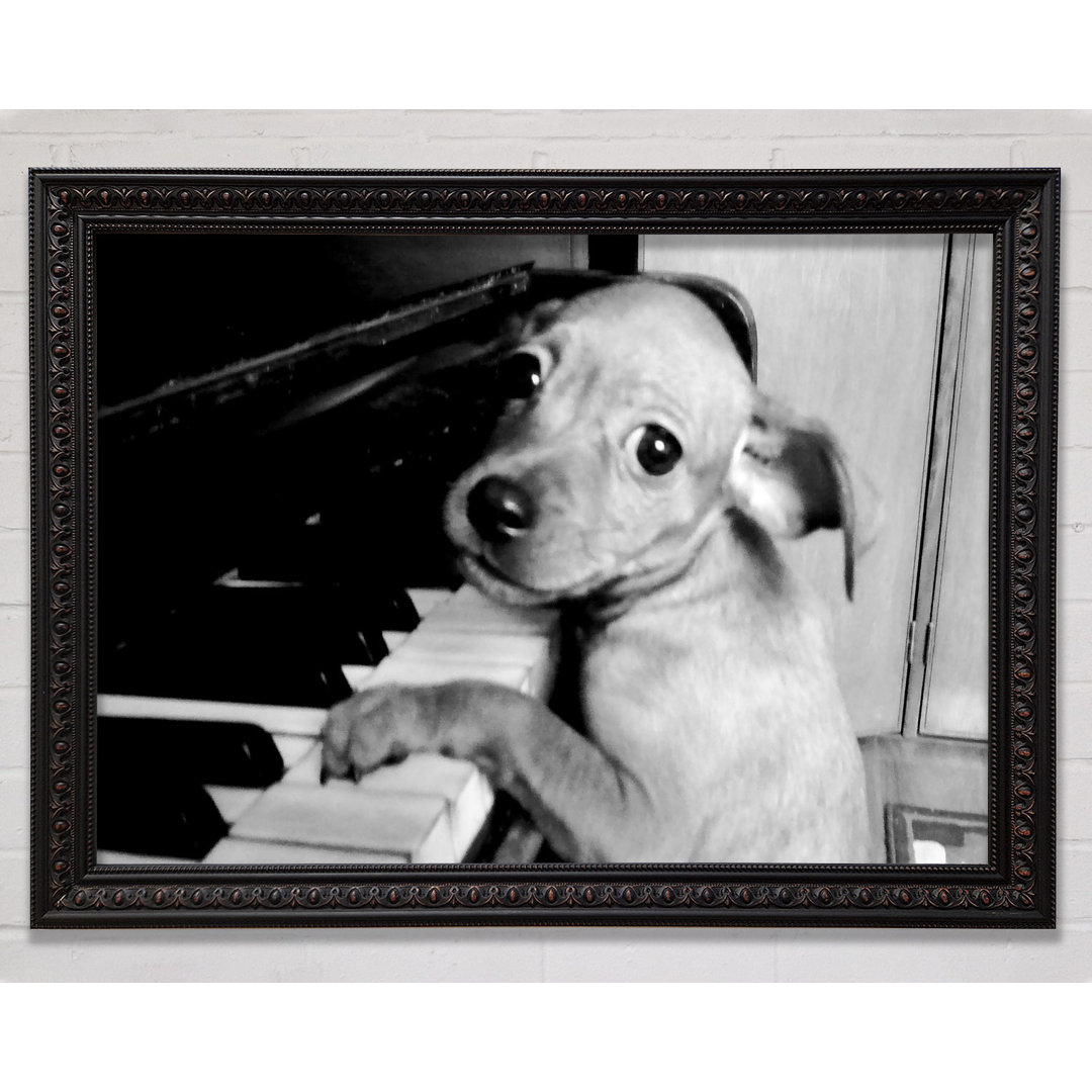 Piano Pup - Druck