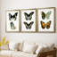 Papillons bleus antiques I - reproduction encadrée sur mesure de qualité supérieure mate - 3 pièces-701876155-701876157