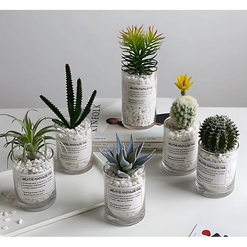 Plante grasse 7,48 po