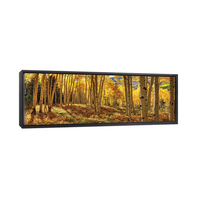 " Autumn Aspen Colorado Forest Panorama "