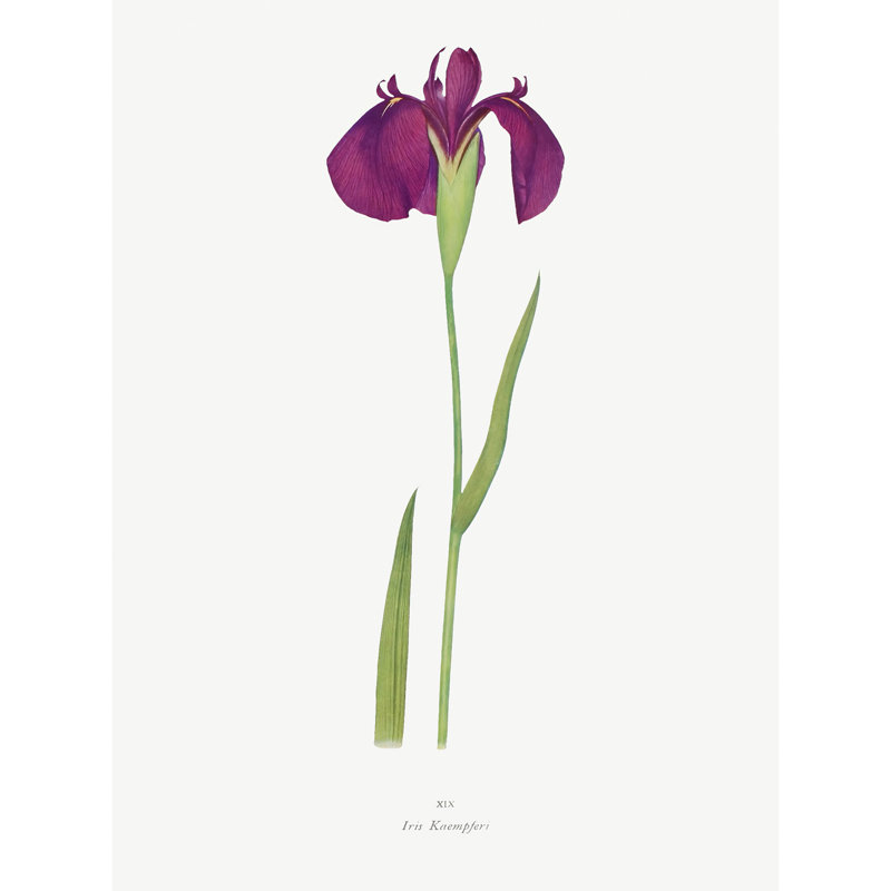 Japanese Water Iris Flower Floral Stem 1 Piece Wall Art, 40.5cm H x 30.5cm W x 0.2cm D, Unframed