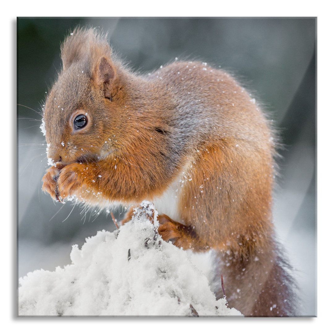 Glasbild Kleines Eichhörnchen im Winter