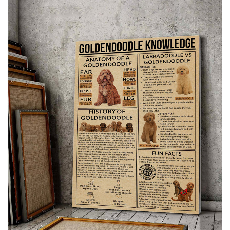 Toile tendue Goldendoodle, H 20 po x l 16 po x P 2 po