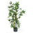 Bamboo Silk Plant Tree