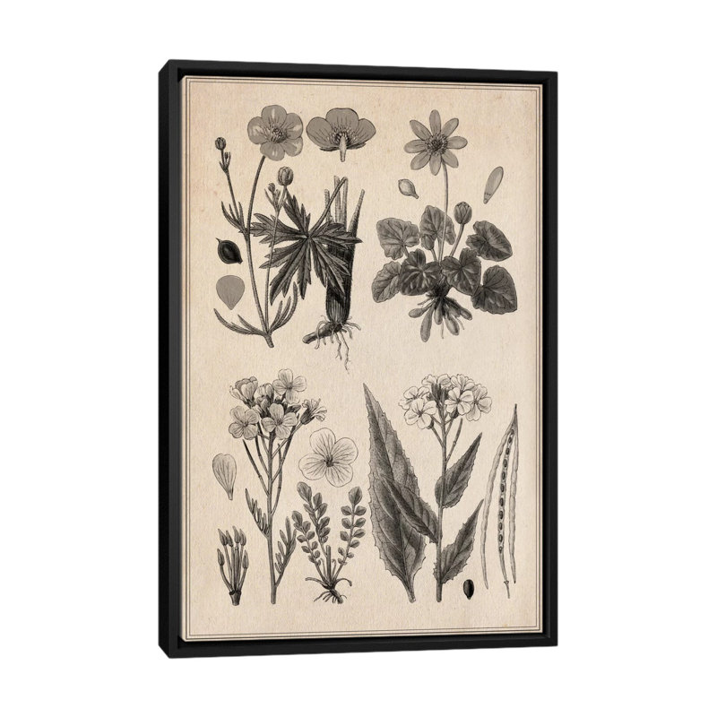 «New British Herbal Sketch», impression sur toile, H 26 po x l 18 po x P 1,5 po, Toile avec cadre noir, Pas de tapis