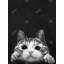 Curious Cat Print On Canvas